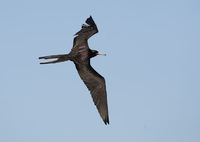 Magnificent Frigatebird (Fregata magnificens) photo