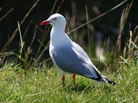 Red-billed Gull - Larus scopulinus