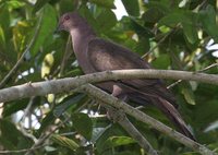 Ruddy Pigeon - Patagioenas subvinacea