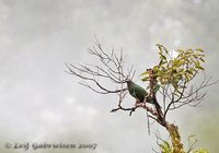 Pink-bellied Imperial-Pigeon - Ducula poliocephala