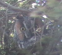 Northern Long-eared Owl - Asio otus