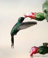 Cuban Emerald - Chlorostilbon ricordii