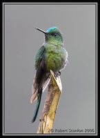 Long-tailed Sylph - Aglaiocercus kingi