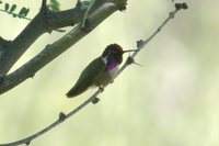 Costa's Hummingbird - Calypte costae