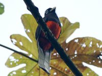 Baird's Trogon - Trogon bairdii