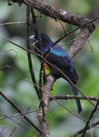 White-tailed Trogon - Trogon viridis