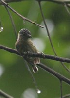 Olivaceous Piculet - Picumnus olivaceus