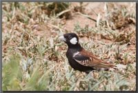Chestnut-backed Sparrow-Lark - Eremopterix leucotis