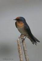 Pacific Swallow - Hirundo tahitica