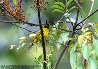 Black-crested Bulbul - Pycnonotus melanicterus