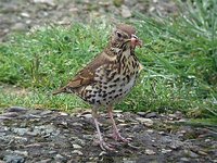 Song Thrush - Turdus philomelos