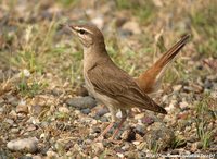 Rufous-tailed Scrub-Robin - Cercotrichas galactotes