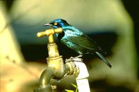 Cape Glossy-Starling - Lamprotornis nitens