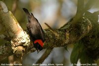 Red-headed Malimbe - Malimbus rubricollis