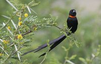 Red-collared Widowbird - Euplectes ardens