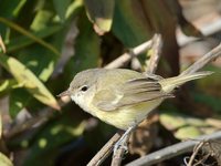 Bell's Vireo - Vireo bellii