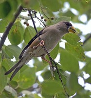 Yellow-billed Grosbeak - Eophona migratoria