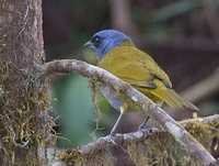 Blue-capped Tanager - Thraupis cyanocephala
