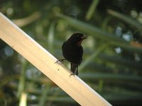 Lesser Antillean Bullfinch - Loxigilla noctis