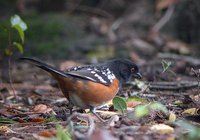 Spotted Towhee - Pipilo maculatus