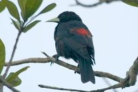 Red-rumped Cacique - Cacicus haemorrhous