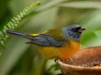 * Blue-Yellow Tanager