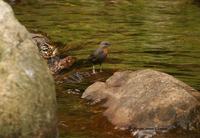 NEW Rufous-throated Dipper