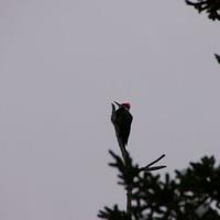 Pileated Woodpecker