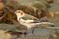 Snow Bunting