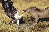 Martin Eagle , Polemateus bellicosus , warthog , Masai Mara , Kenya , Africa stock photo