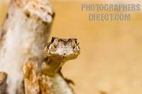 Photo of a Western Diamond Back Rattlesnake stock photo