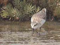 Spoon-billed               sandpiper, Calidris pygmaeus (?)