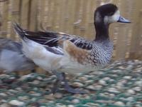 CHILOE WIDGEON