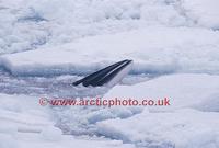 FT0140-00: Antarctic Minke Whale, Balaenoptera bonaerensis, surfaces amongst pack ice. Antarctic...