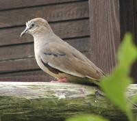 Picui dove Columbina picui