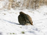 Grey Partridge (Perdix perdix)