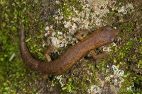 : Bolitoglossa hartwegi
