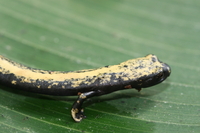 : Bolitoglossa mulleri