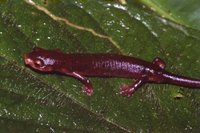 : Bolitoglossa schizodactyla