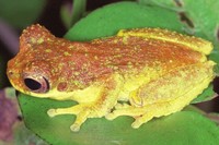 : Dendropsophus microps