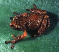 : Pristimantis huicundo