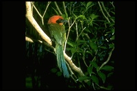 : Baryphthengus ruficapillus; Rufous-capped Motmot