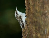 : Certhia americana; Brown Creeper