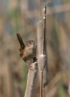 : Cistothorus palustris; Marsh Wren