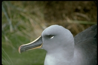 : Diomedea chrysostoma; Grey-headed Albatross