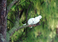 : Gygis alba rothschildi; White Tern (fairy) Adult