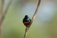 : Lamprotornis superbus; Superb Starling