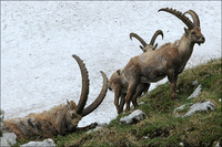 : Capra ibex ibex