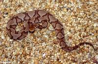 : Agkistrodon contortrix mokasen; Northern Copperhead