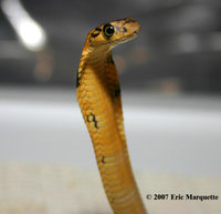 : Ophiophagus hannah; King Cobra